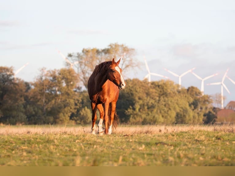 Hanoverian Gelding 11 years 16,2 hh Chestnut-Red in BekmündeItzehoe