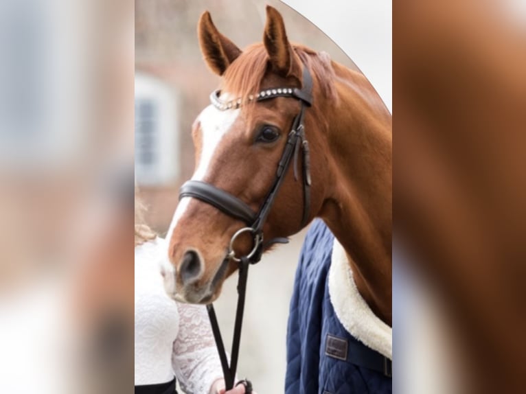 Hanoverian Gelding 11 years 16,2 hh Chestnut-Red in BekmündeItzehoe