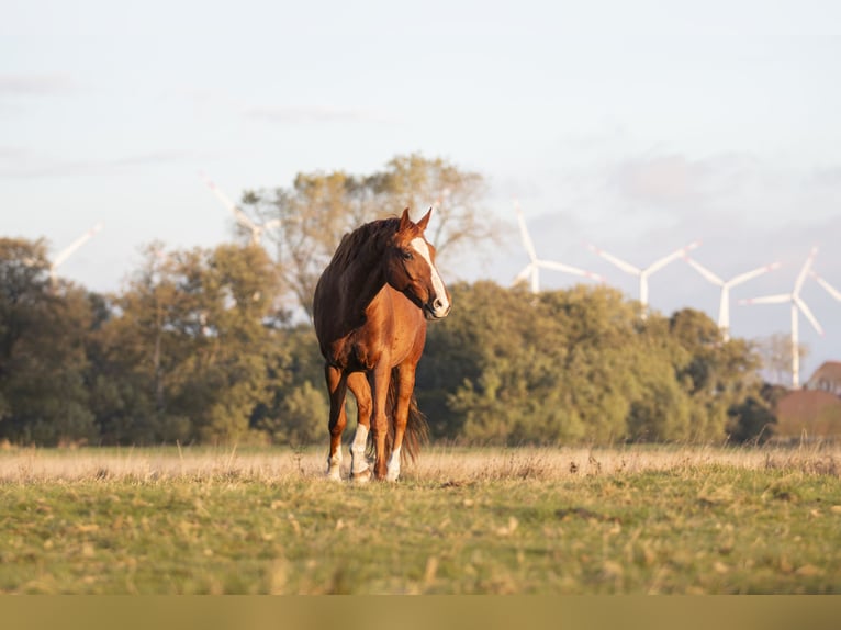 Hanoverian Gelding 11 years 16,2 hh Chestnut-Red in Seeth-Ekholt