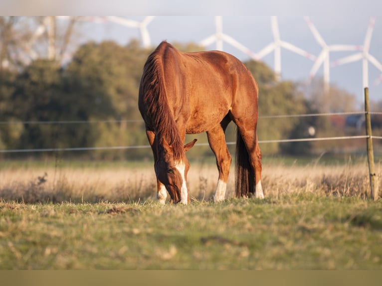 Hanoverian Gelding 11 years 16,2 hh Chestnut-Red in Seeth-Ekholt
