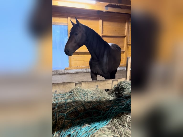 Hanoverian Gelding 11 years 16,2 hh Chestnut-Red in Belgern