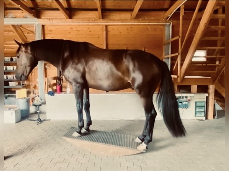 Hanoverian Gelding 11 years 16,2 hh Chestnut-Red in Belgern