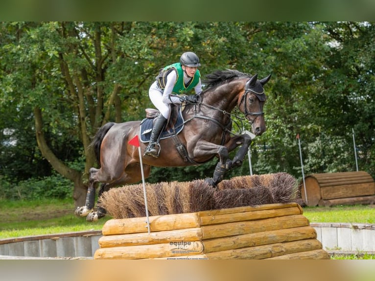 Hanoverian Gelding 11 years 16,2 hh Smoky-Black in Tönisvorst