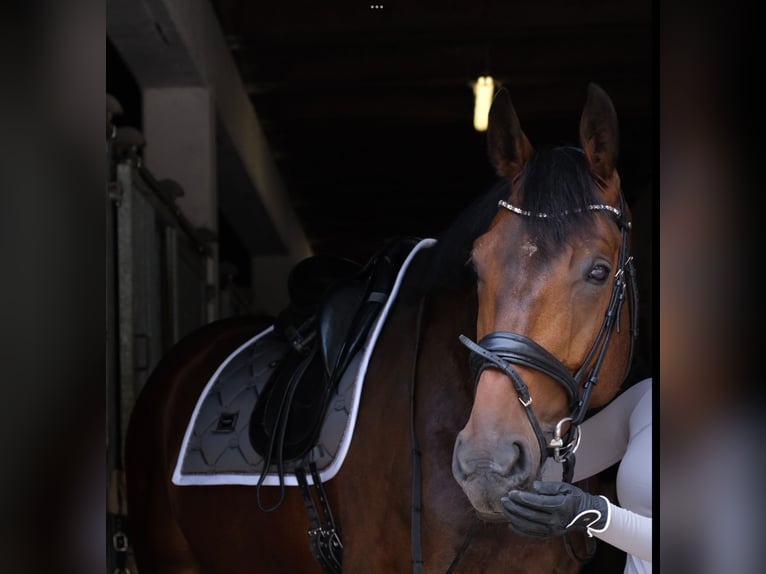 Hanoverian Gelding 11 years 16,3 hh Brown in Beverungen