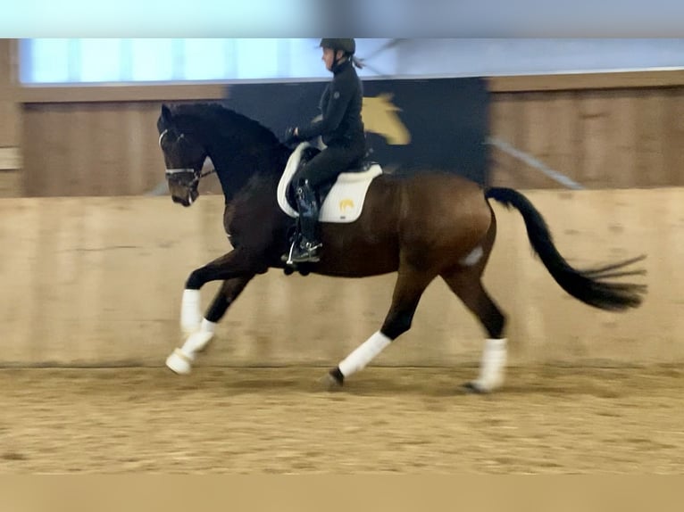 Hanoverian Gelding 11 years 17.1 hh Bay-Dark in Bechhofen