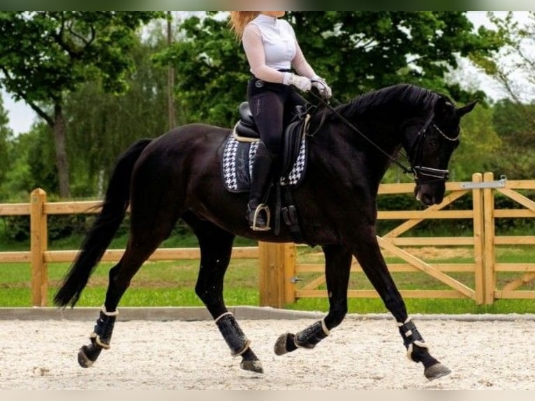 Hanoverian Gelding 11 years 17.1 hh Black in Hannover