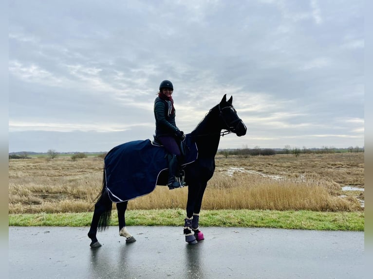 Hanoverian Gelding 11 years 17,1 hh Black in Rhede