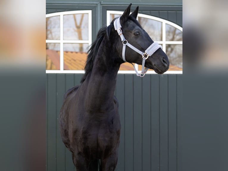 Hanoverian Gelding 11 years 17.1 hh Black in Hebertshausen