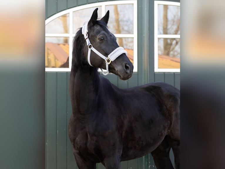 Hanoverian Gelding 11 years 17.1 hh Black in Hebertshausen