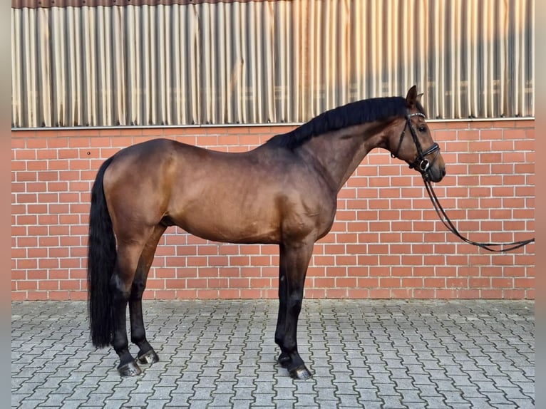 Hanoverian Gelding 11 years 17,1 hh Brown in Nordhorn