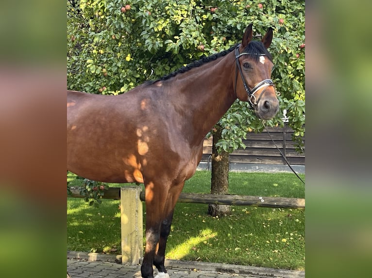 Hanoverian Gelding 11 years 17,1 hh Brown in Ettringen