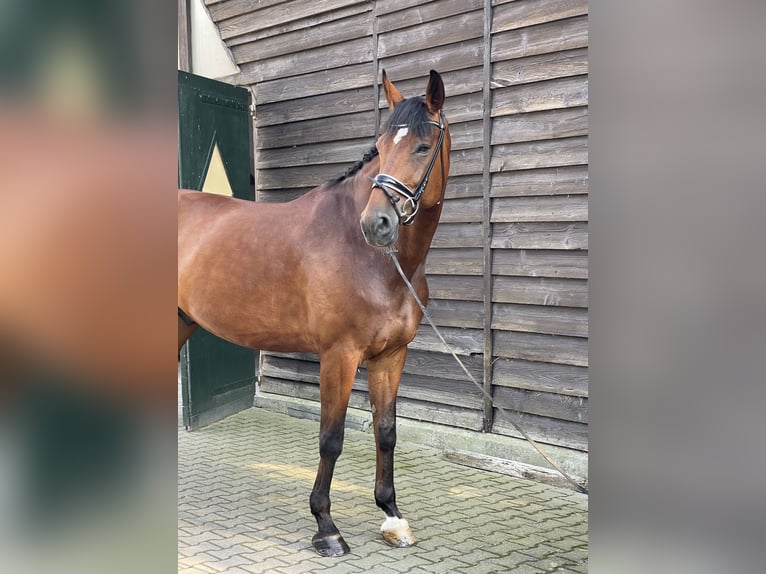 Hanoverian Gelding 11 years 17,1 hh Brown in Ettringen