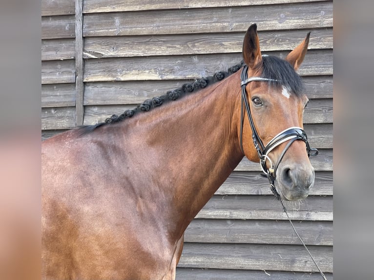 Hanoverian Gelding 11 years 17,1 hh Brown in Ettringen