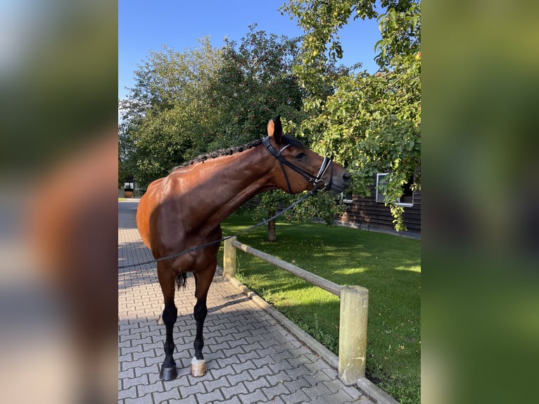 Hanoverian Gelding 11 years 17,1 hh Brown in Ettringen