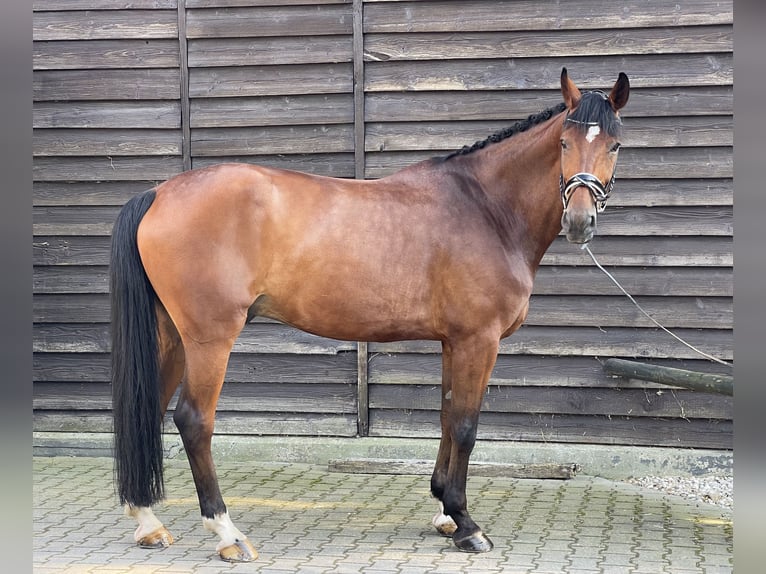 Hanoverian Gelding 11 years 17,1 hh Brown in Ettringen