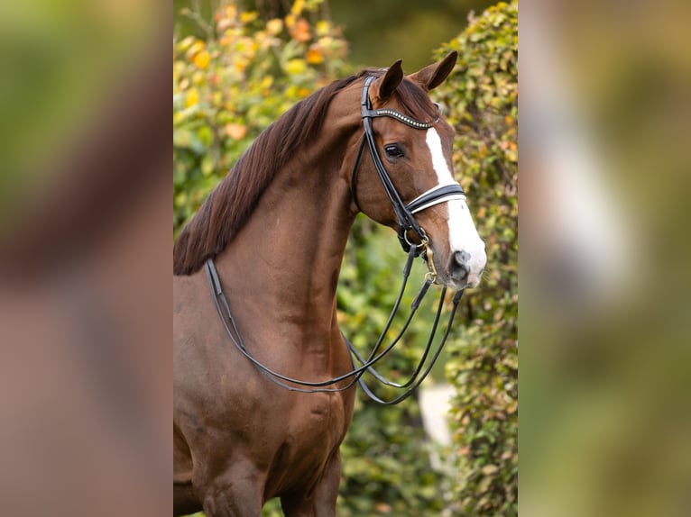 Hanoverian Gelding 11 years 17.1 hh Chestnut in Steensel