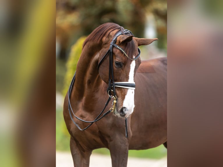 Hanoverian Gelding 11 years 17.1 hh Chestnut in Steensel