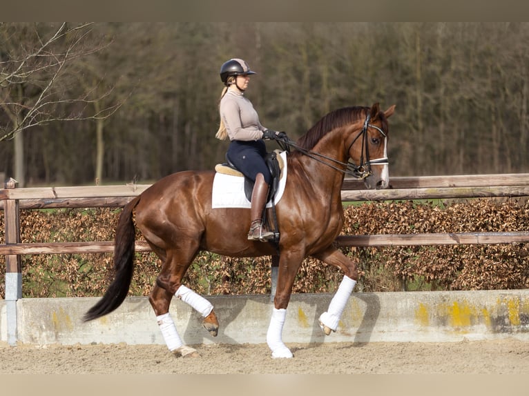Hanoverian Gelding 11 years 17.1 hh Chestnut in Steensel