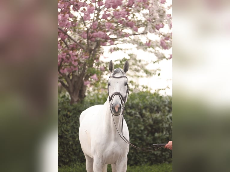 Hanoverian Gelding 11 years 17.2 hh Grey in Holdorf