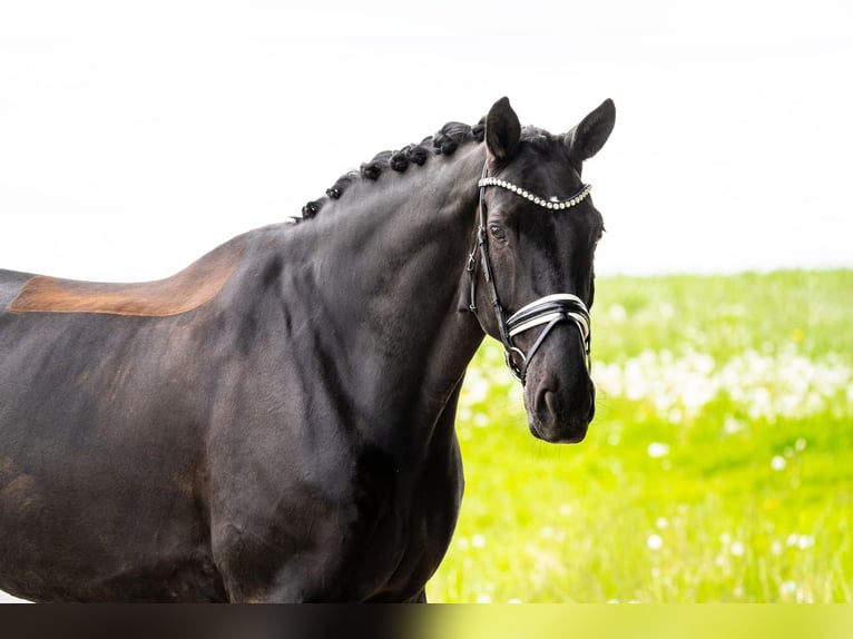 Hanoverian Gelding 11 years 17.3 hh Black in Gleichen