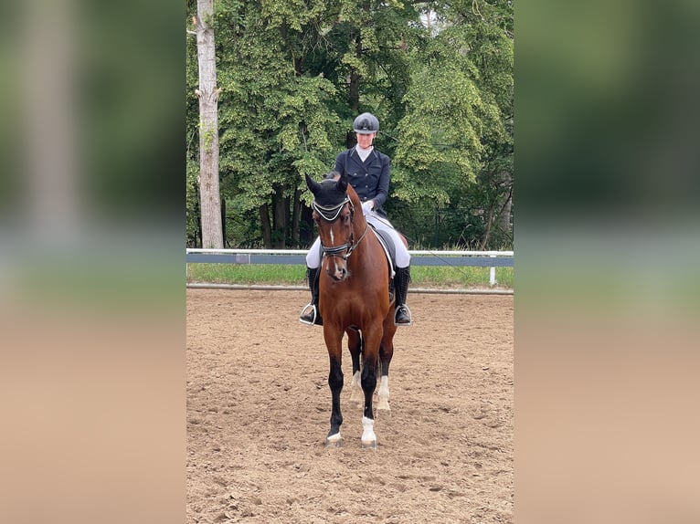 Hanoverian Gelding 11 years 17,3 hh Brown in Winsen (Aller)