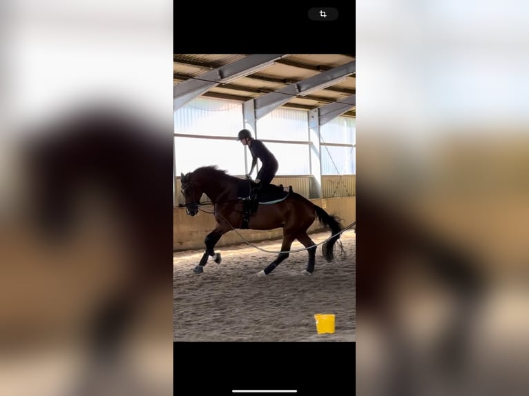 Hanoverian Gelding 11 years 17,3 hh Brown in Winsen (Aller)