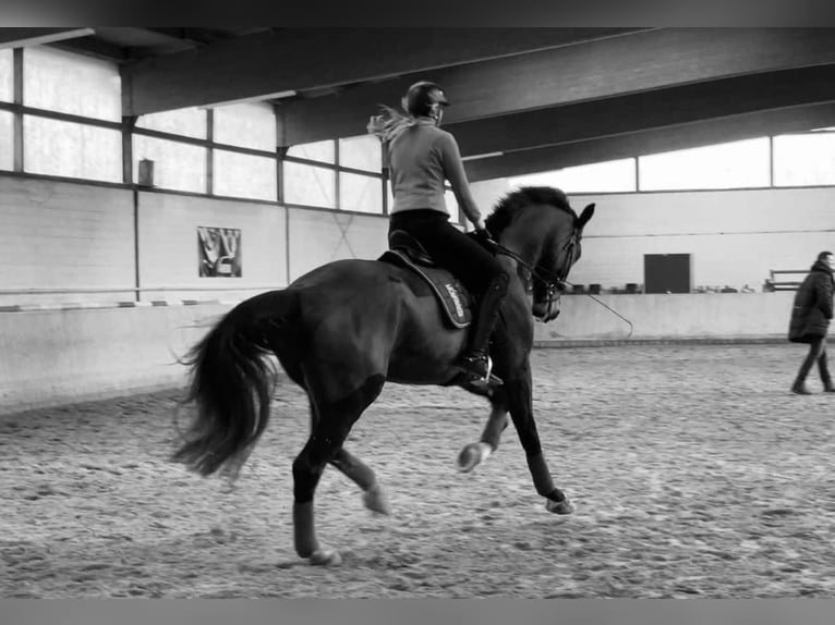 Hanoverian Gelding 11 years 17,3 hh Brown in Winsen (Aller)