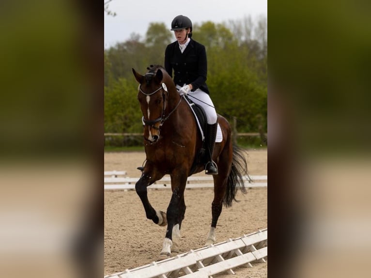 Hanoverian Gelding 11 years 17,3 hh Brown in Winsen (Aller)