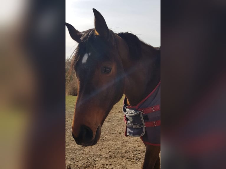 Hanoverian Gelding 11 years 17.3 hh Brown in Lamperstätten