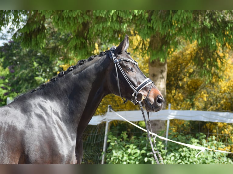 Hanoverian Gelding 11 years 17 hh Bay-Dark in D&#xE4;tgen