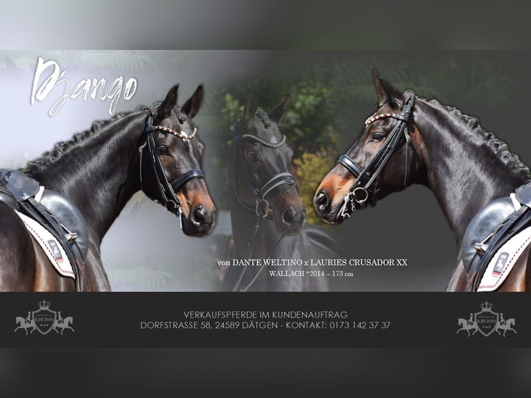Hanoverian Gelding 11 years 17 hh Bay-Dark in D&#xE4;tgen