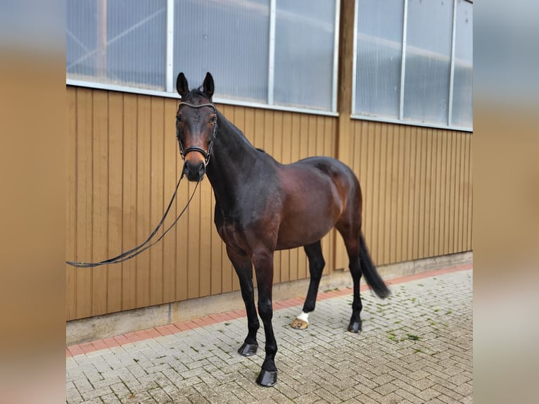 Hanoverian Gelding 11 years 17 hh Bay-Dark in Freiburg im Breisgau