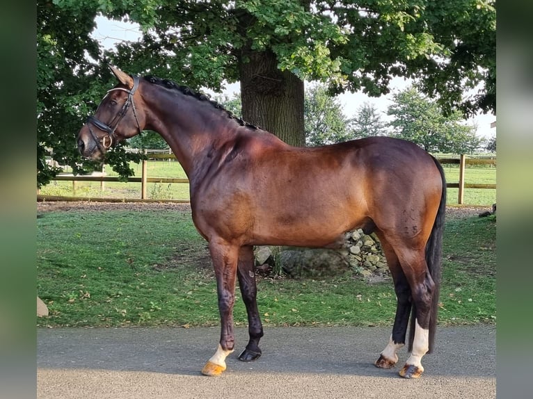 Hanoverian Gelding 11 years 17 hh Bay-Dark in Quakenbr&#xFC;ck