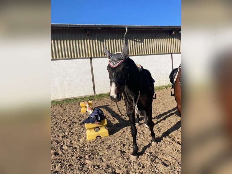 Hanoverian Gelding 11 years 17 hh Bay-Dark in Vechelde