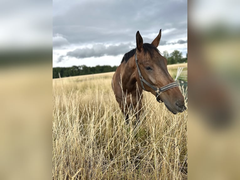 Hanoverian Gelding 11 years 17 hh Bay-Dark in Neustadt an der Weinstra&#xDF;e