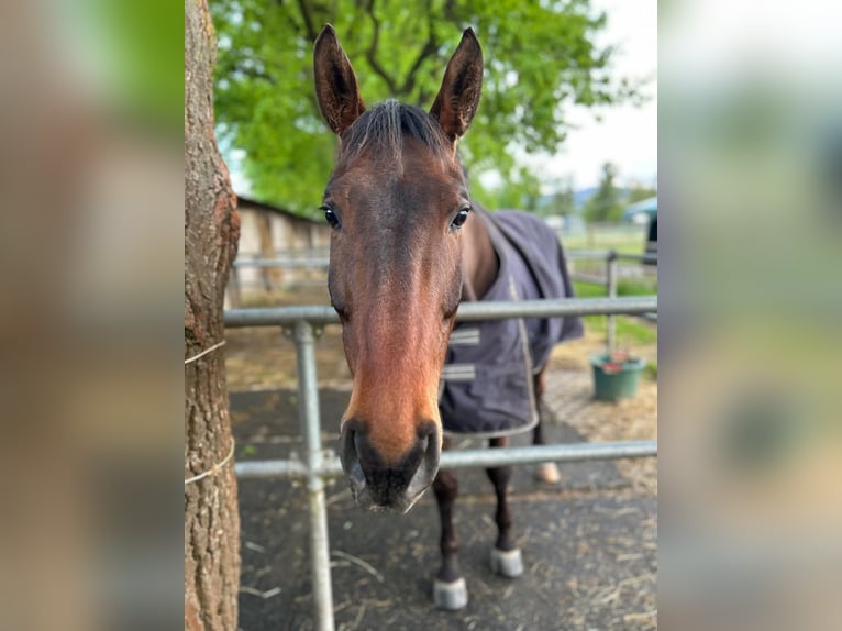 Hanoverian Gelding 11 years 17 hh Bay-Dark in Neustadt an der Weinstra&#xDF;e