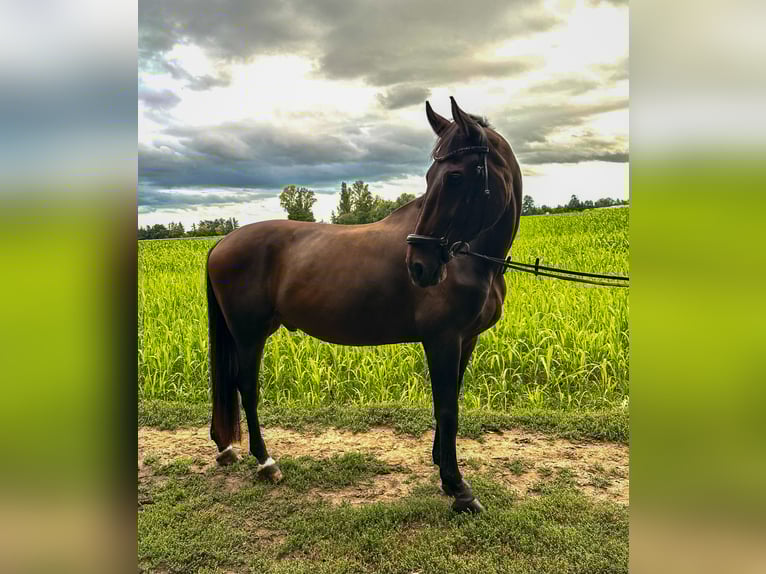 Hanoverian Gelding 11 years 17 hh Bay-Dark in Neustadt an der Weinstra&#xDF;e