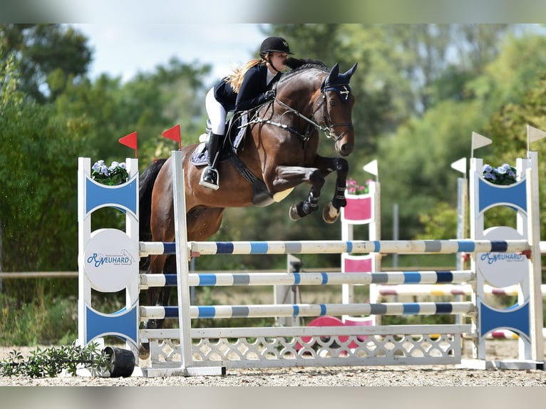 Hanoverian Gelding 11 years 17 hh Bay-Dark in Steinau an der Stra&#xDF;e