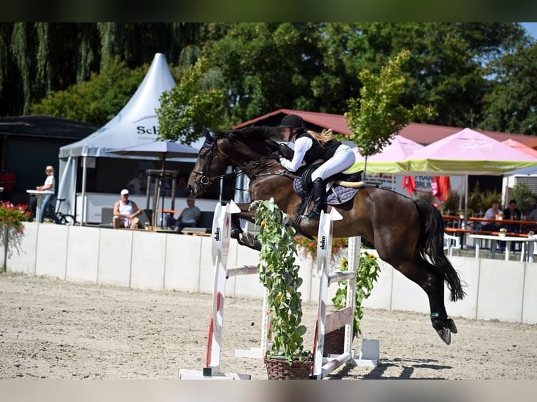 Hanoverian Gelding 11 years 17 hh Bay-Dark in Steinau an der Stra&#xDF;e