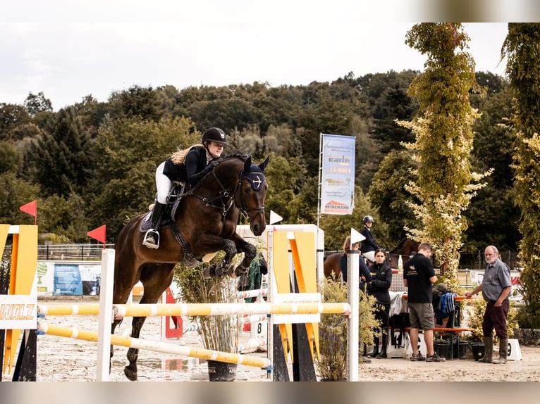 Hanoverian Gelding 11 years 17 hh Bay-Dark in Steinau an der Stra&#xDF;e