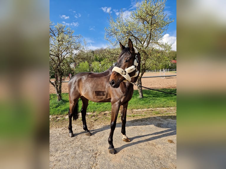 Hanoverian Gelding 11 years 17 hh Bay-Dark in Steinau an der Stra&#xDF;e