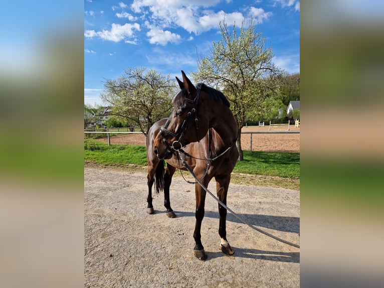Hanoverian Gelding 11 years 17 hh Bay-Dark in Steinau an der Stra&#xDF;e