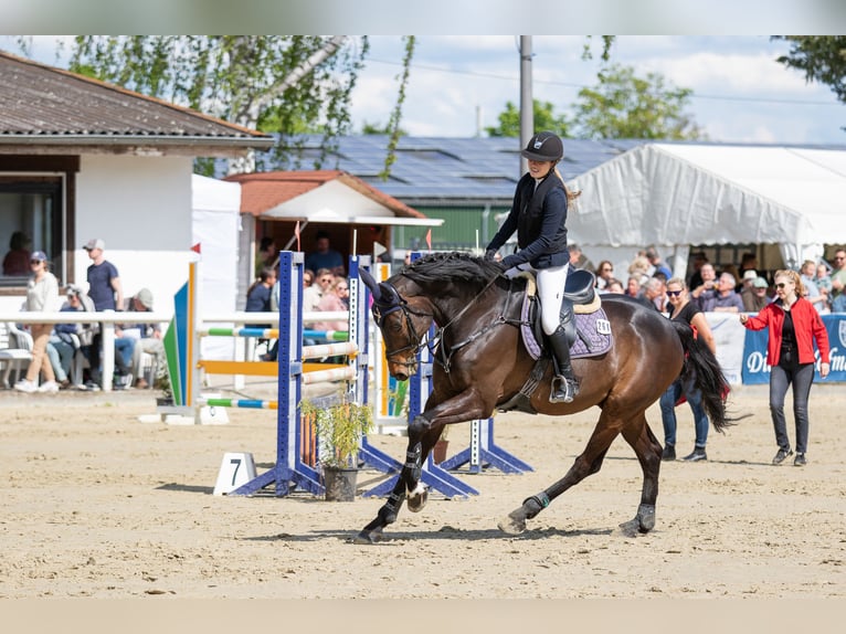 Hanoverian Gelding 11 years 17 hh Bay-Dark in Steinau an der Stra&#xDF;e