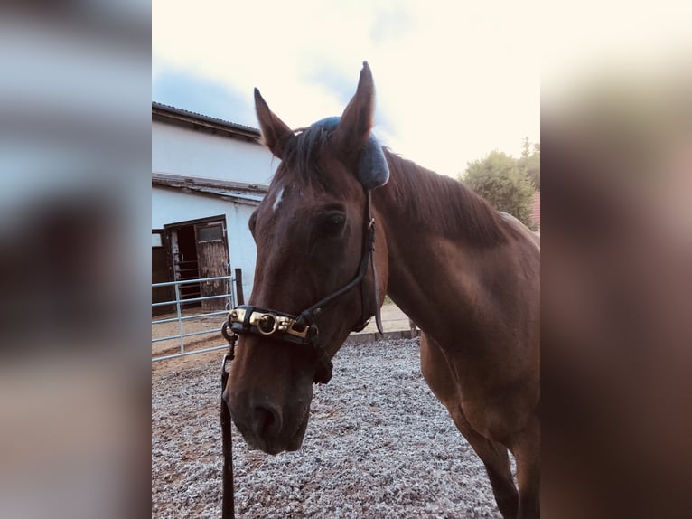 Hanoverian Gelding 11 years 17 hh Bay-Dark in Ulrichstein