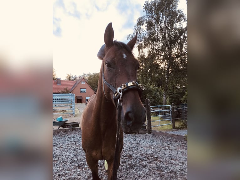 Hanoverian Gelding 11 years 17 hh Bay-Dark in Ulrichstein