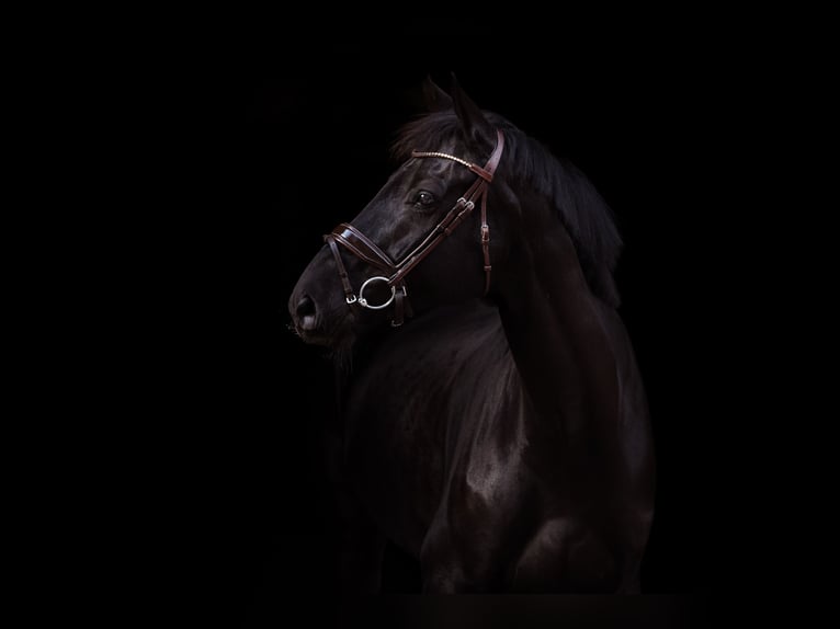 Hanoverian Gelding 11 years 17 hh Black in Kematen in Tirol