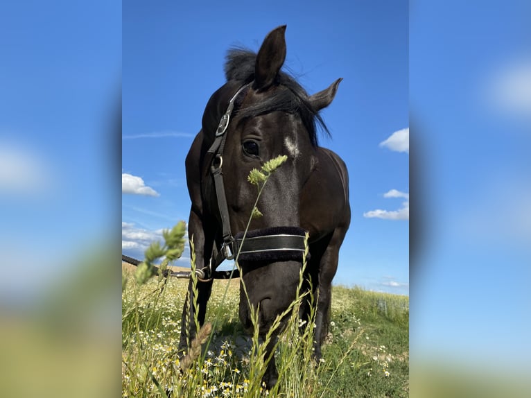 Hanoverian Gelding 11 years 17 hh Black in Kisserow