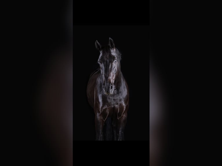 Hanoverian Gelding 11 years 17 hh Black in Erftstadt