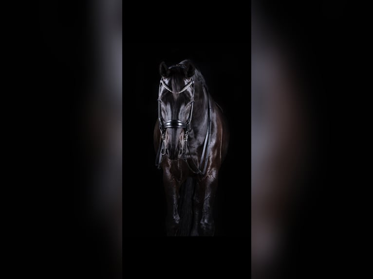 Hanoverian Gelding 11 years 17 hh Black in Erftstadt