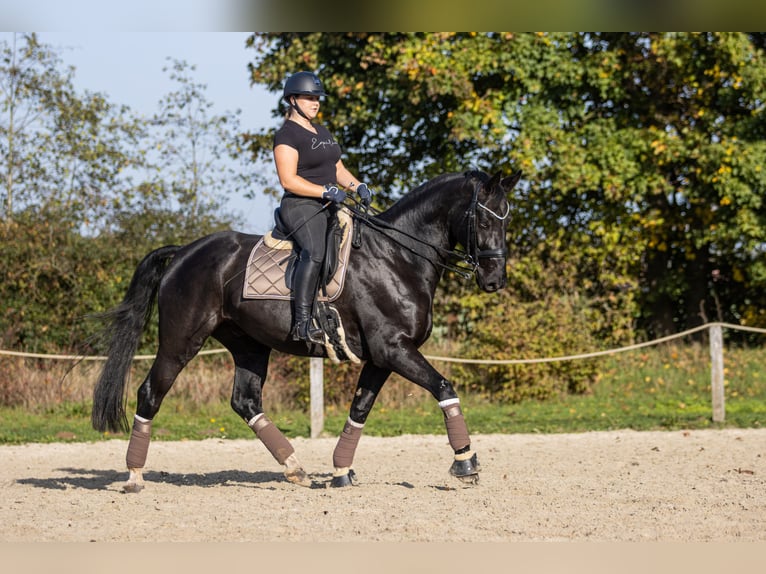 Hanoverian Gelding 11 years 17 hh Black in Scharnebeck